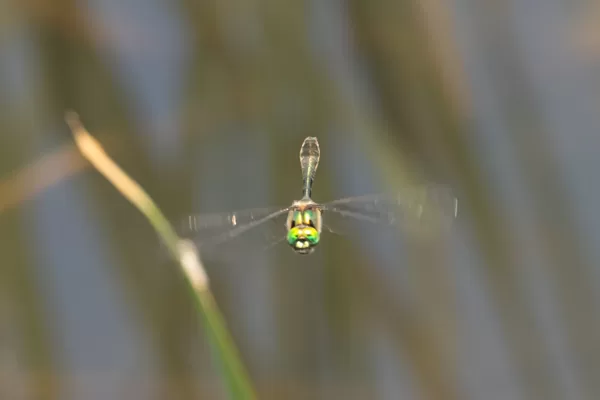 lesklice měděná ♂ (2021)