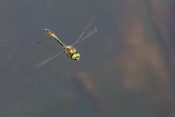 lesklice měděná ♂ (2021)