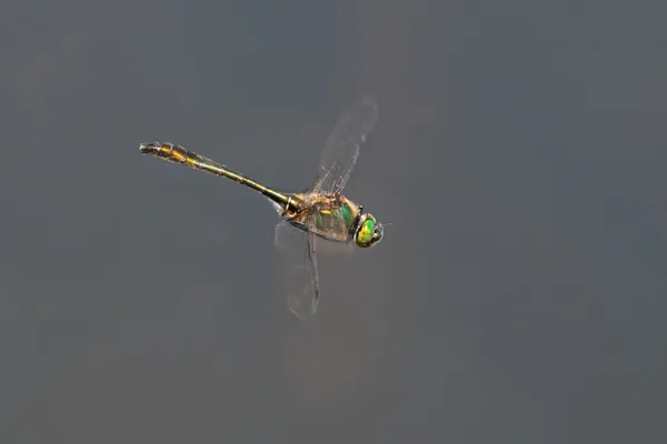 lesklice měděná ♂ (2021)