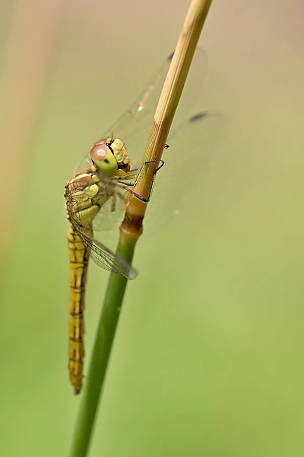 vážka obecná ♀ (2016)