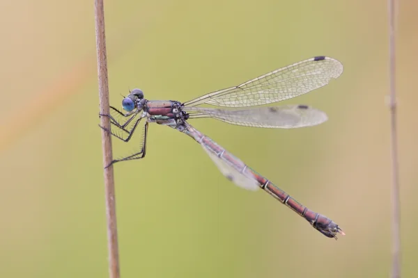 šídlatka tmavá ♀ (2017)