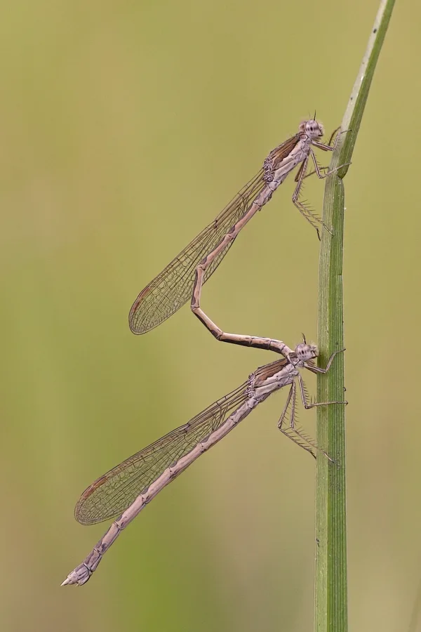 šídlatka hnědá ♂ + ♀ (2019)