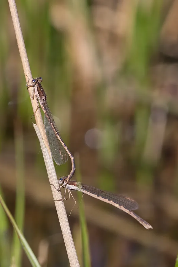 šídlatka hnědá ♂ + ♀ (2018)