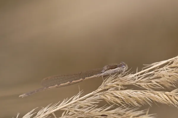 šídlatka hnědá ♂ (2019)