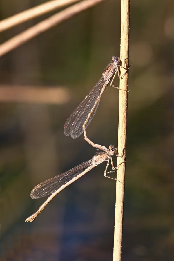 šídlatka kroužkovaná ♂ + ♀ (2018)