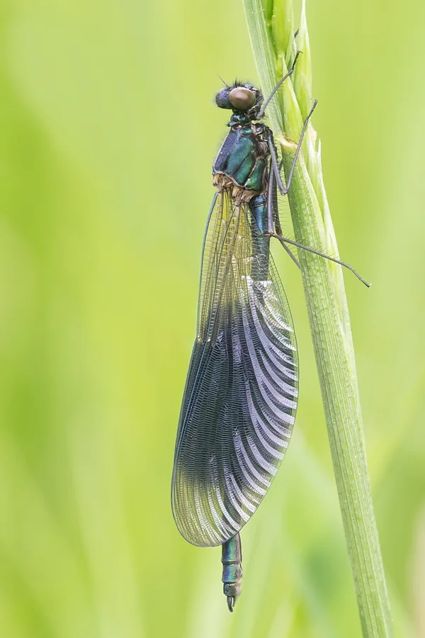 motýlice lesklá ♂ (2016)