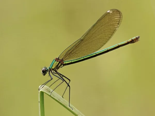 motýlice lesklá ♀ (2013)