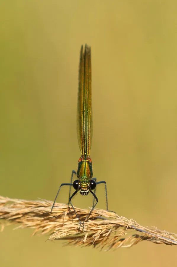 motýlice lesklá ♀ (2013)