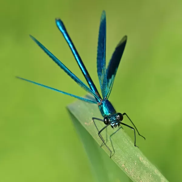 motýlice lesklá ♂ (2013)