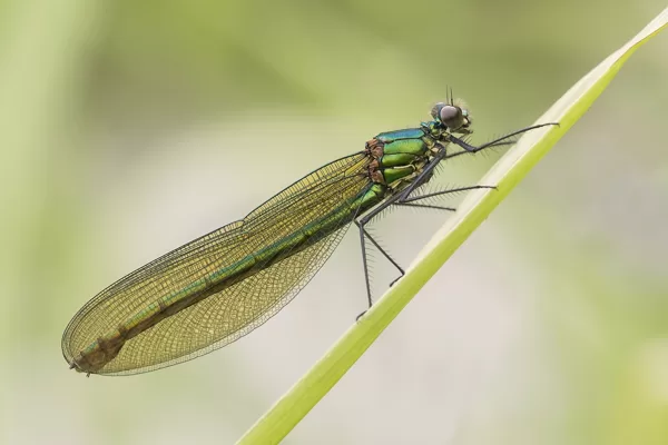 motýlice lesklá ♀ (2016)