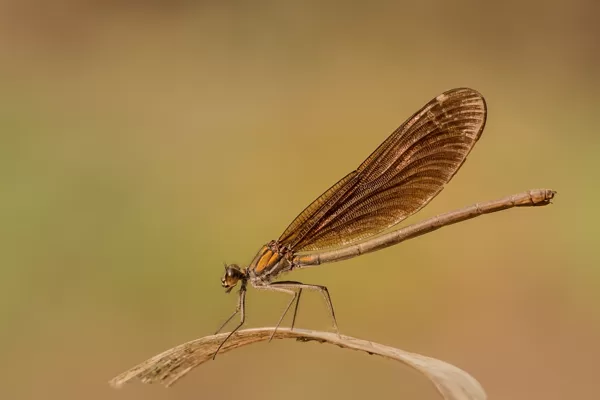 motýlice obecná ♀ (2015)