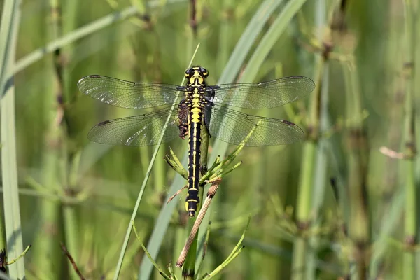 klínatka obecná ♀ (2018)