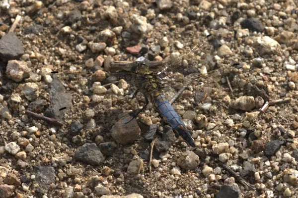 vážka černořitná ♂ (2022)