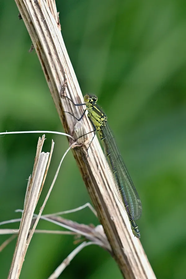 šidélko rudoočko ♀ (2018)
