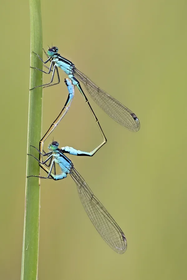 var. typica ♂ + var. typica ♀