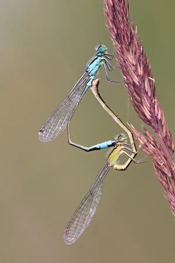var. typica ♂ + var. infuscan ♀