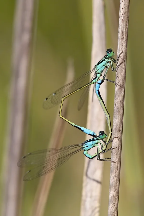 var. typica - juvenilní ♂ + var. typica ♀