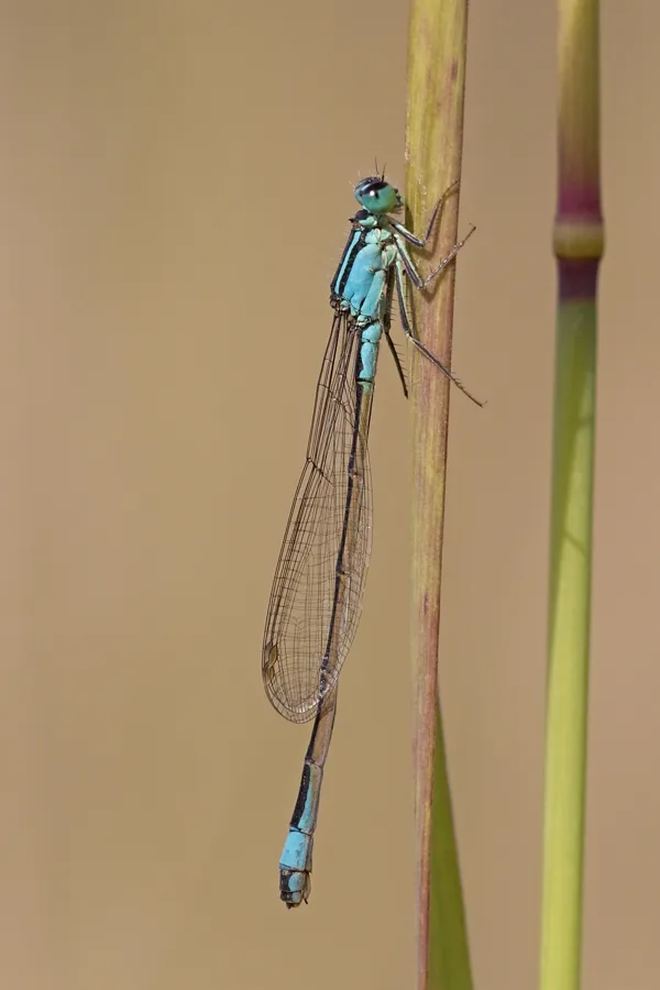 var. typica ♀