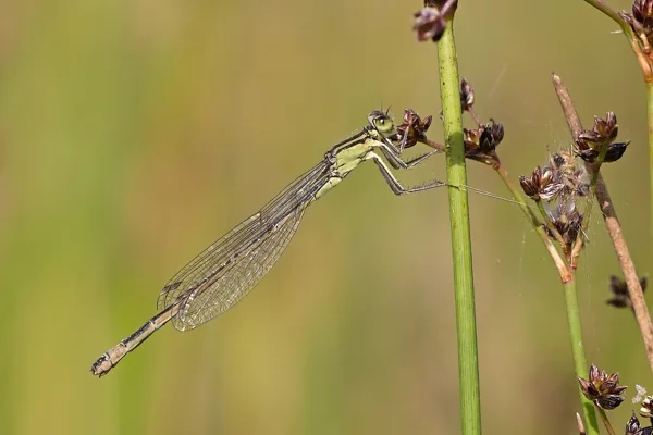 var. infuscan ♀