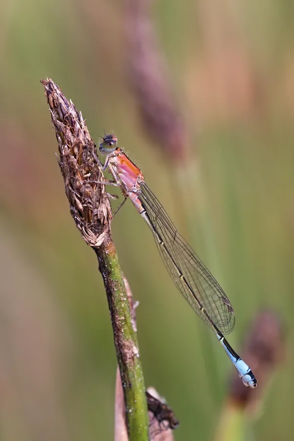 var. rufescens ♀