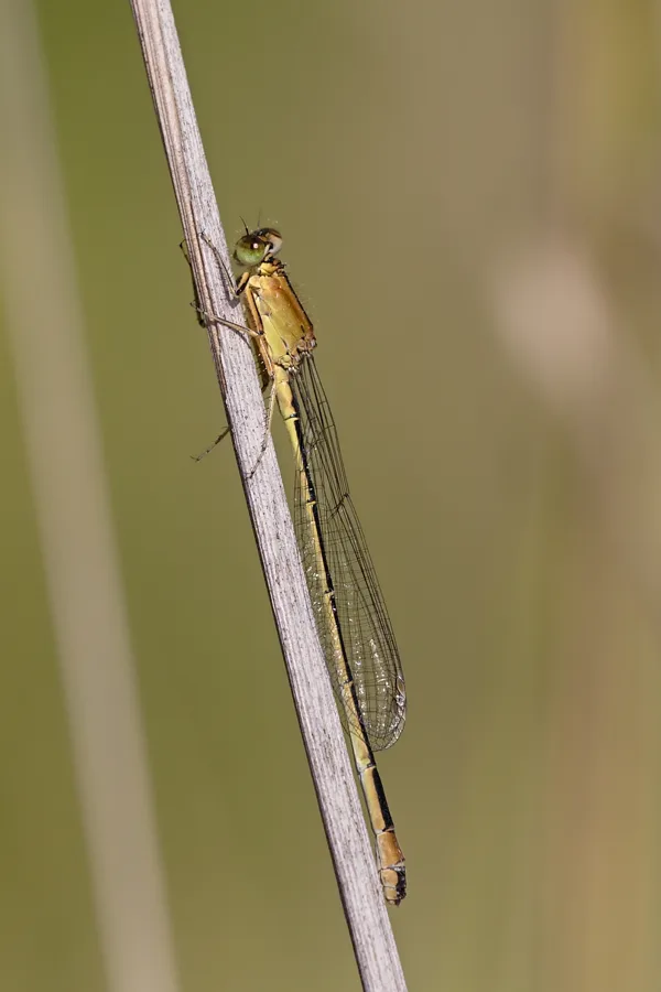 var. rufescens - obsoleta ♀