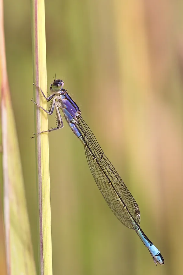 var. violacea ♀
