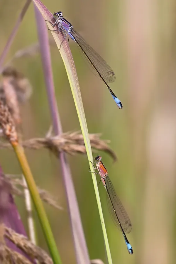 var. violacea ♀ + var. rufescens ♀