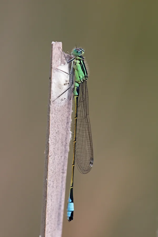 var. typica - juvenilní ♂