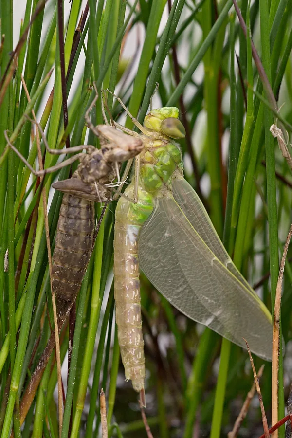 šídlo královské ♀ 2018