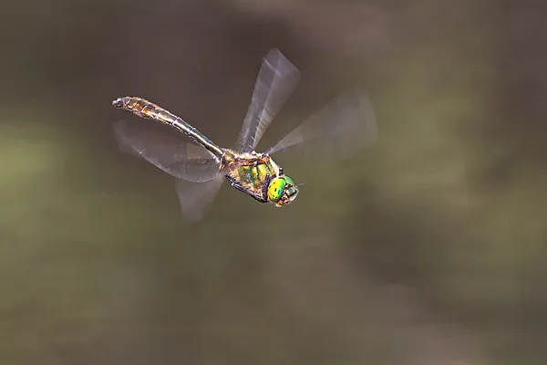 lesklice měděná ♂ (2023)