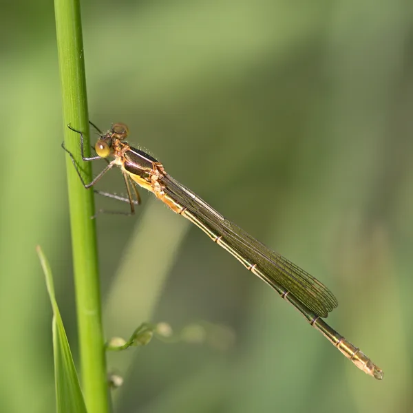 šídlatka páskovaná ♂ (2018)