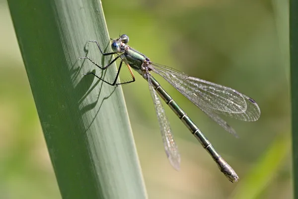 šídlatka tmavá ♀ (2018)