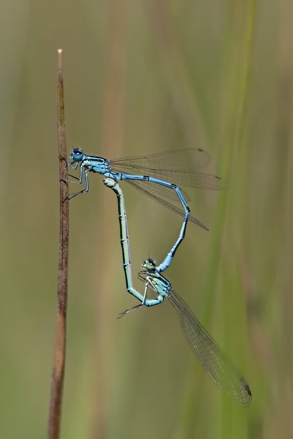 šidélko páskované ♂ + ♀ (2019)