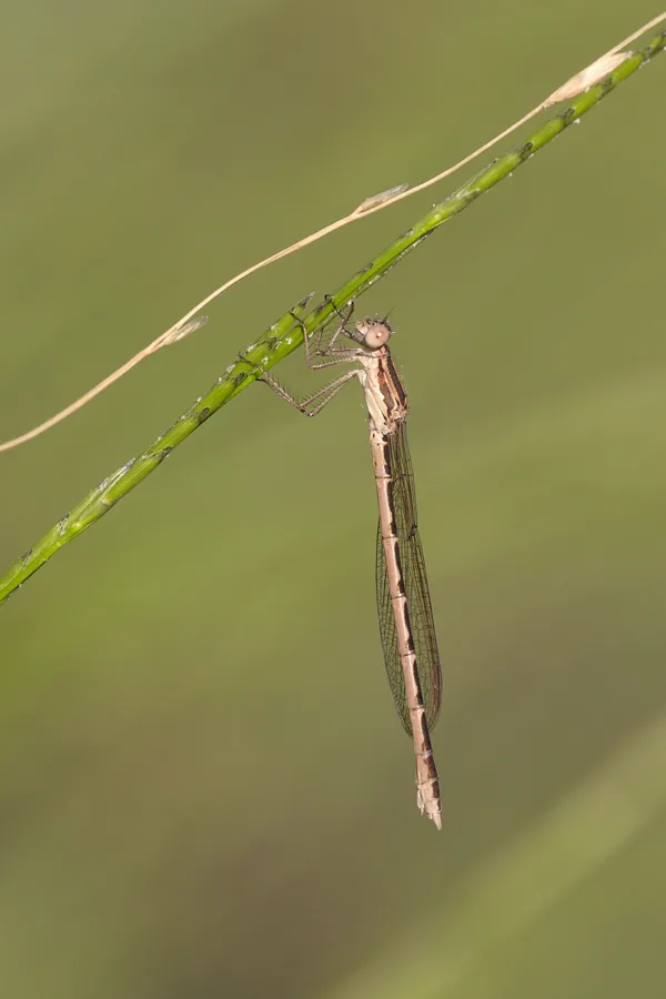 šídlatka hnědá ♀ (2018)