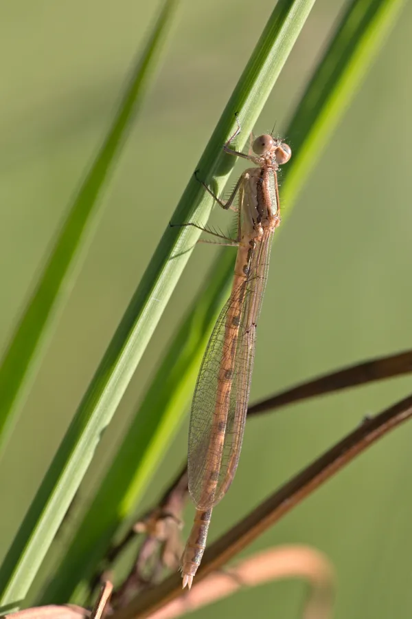 šídlatka hnědá ♀ (2018)