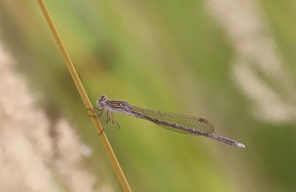šídlatka kroužkovaná ♂ (2018)