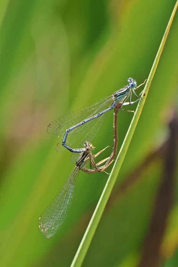 šidélko brvonohé ♂ + ♀ (2024)