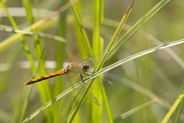 vážka tmavá ♀ 2019)