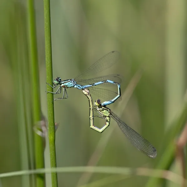 šidélko kopovité ♂ + ♀ (2019)