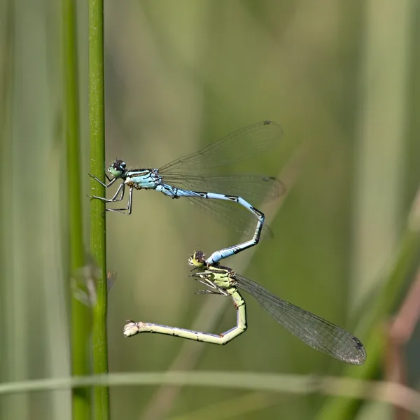 šidélko kopovité ♂ + ♀ (2019)