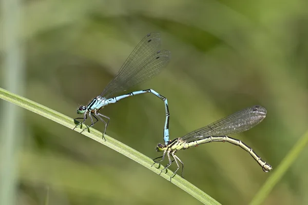 šidélko kopovité ♂ + ♀ (2019)
