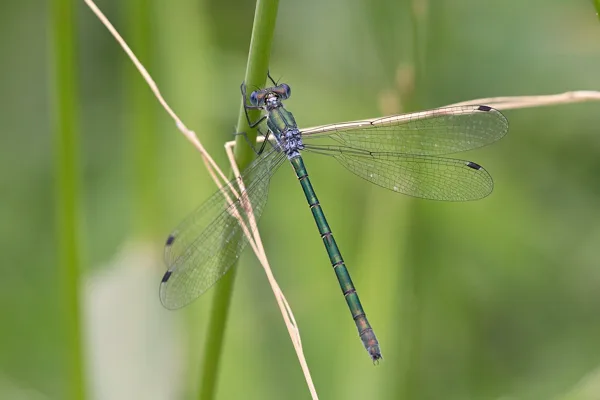 šídlatka tmavá ♀ (2018)