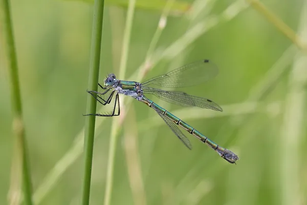 šídlatka tmavá ♀ (2018)