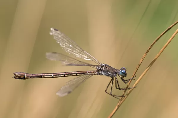 šídlatka tmavá ♀ (2019)