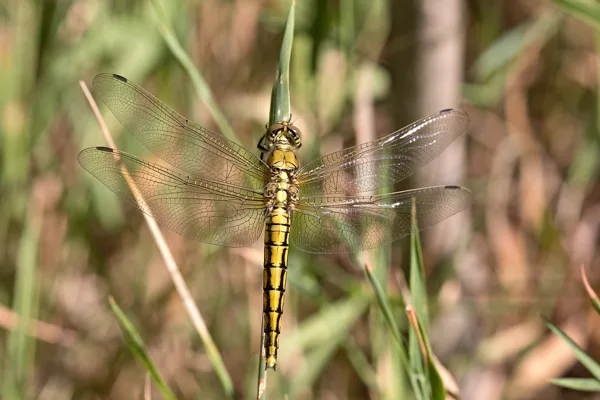 vážka černořitná ♀ (2019)