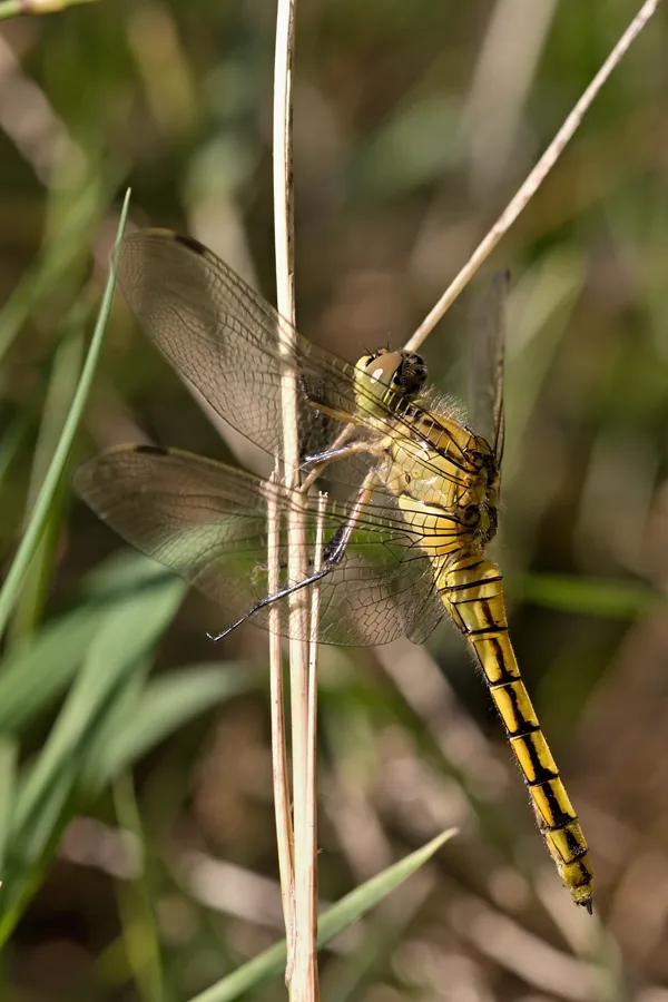vážka černořitná ♀ (2019)