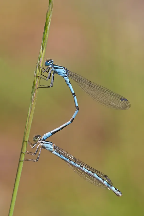 šidélko kroužkované ♂ + ♀ (2019)