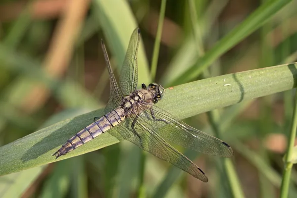 vážka černořitná ♀ (2018)