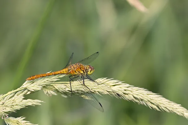 vážka rudá ♀ (2018)
