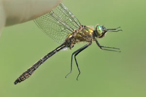 lesklice měděná ♂ (2019)